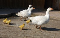/album/fotogalerie-toulcuv-dvur-ekologicke-centrum-a-farma/toulcuv-dvur11-jpg/